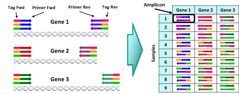 Amplicon Sequencing And High-throughput Genotyping – Basics – Sixth ...